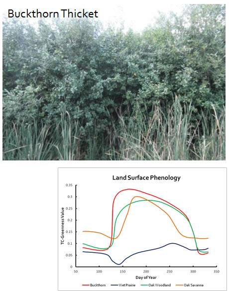 Buckthorn Phenology