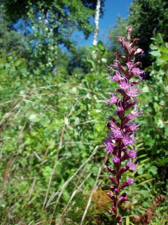 Dense Blazing Star