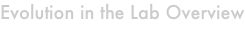shapeimage_2_link_0